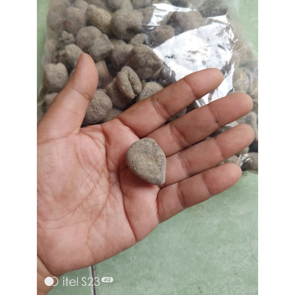 TERIPANG BOLA ( sea cucumber ball) promo beli 5 gratis 1