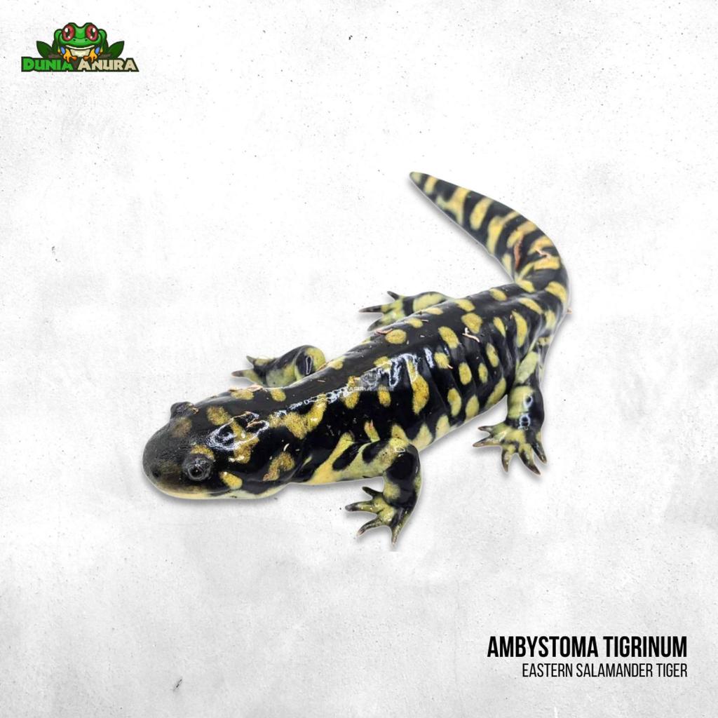Ambystoma tigrinum "Eastern Salamander tiger"