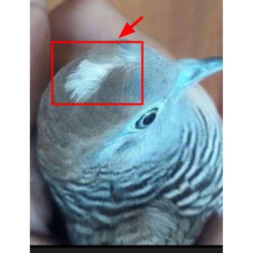 perkutut SATRIO PINAYUNGAN LOKAL ALAM