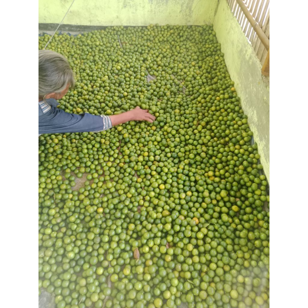 jeruk sonkit 1 kg seger