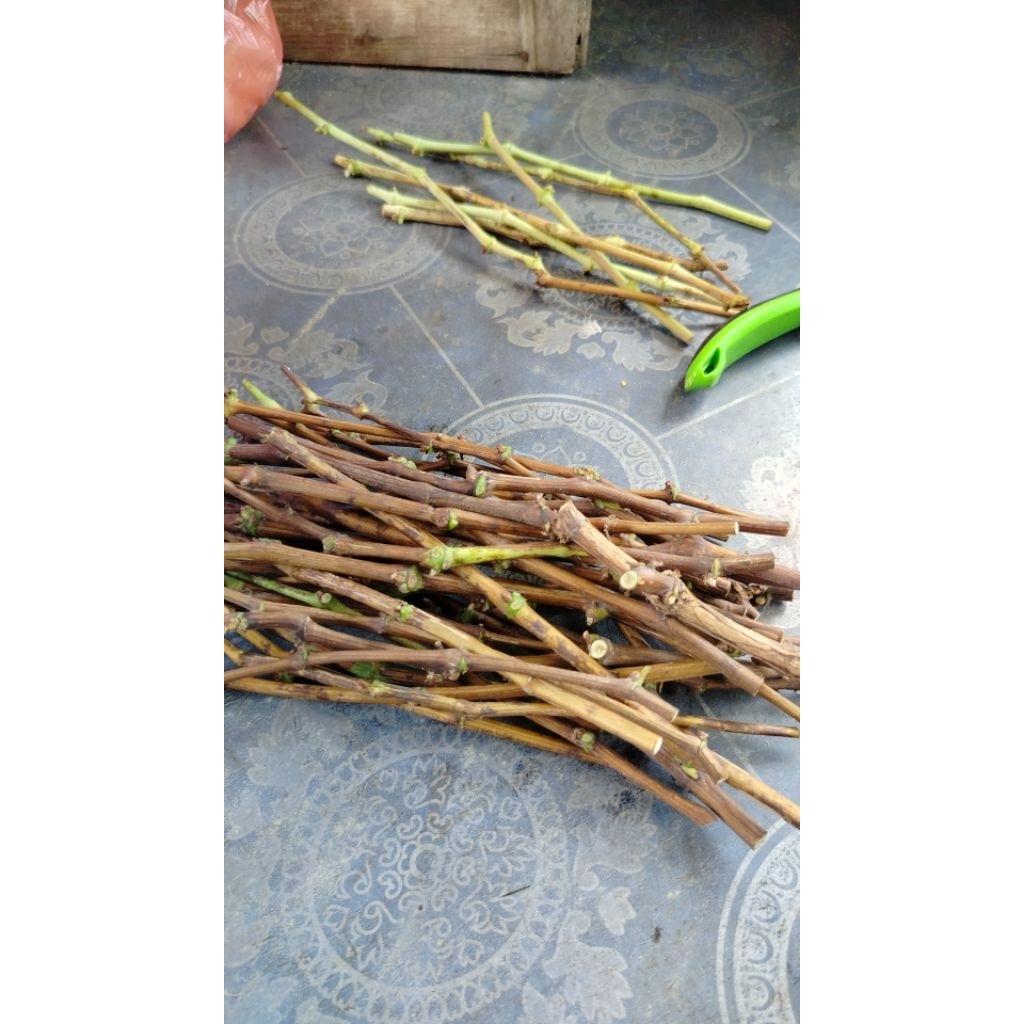 cutting/batang anggur import