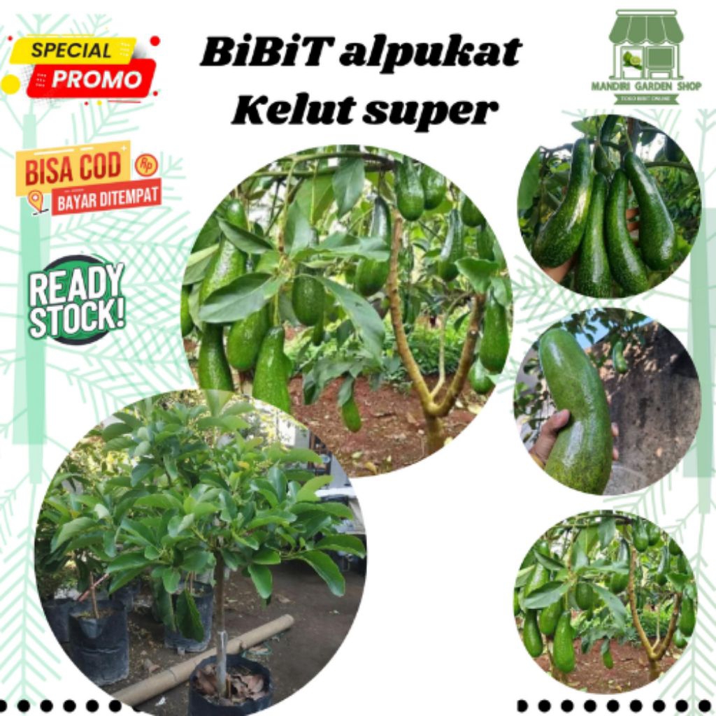 bibit alpukat kelut super