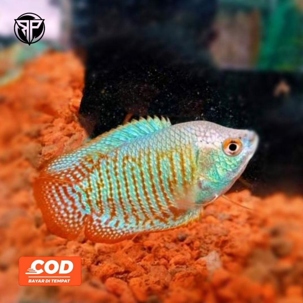 Ikan Sepat Ralis Ikan Hias Aquarium Ikan Gurame Aquascape Gurame Padang Bergaransi