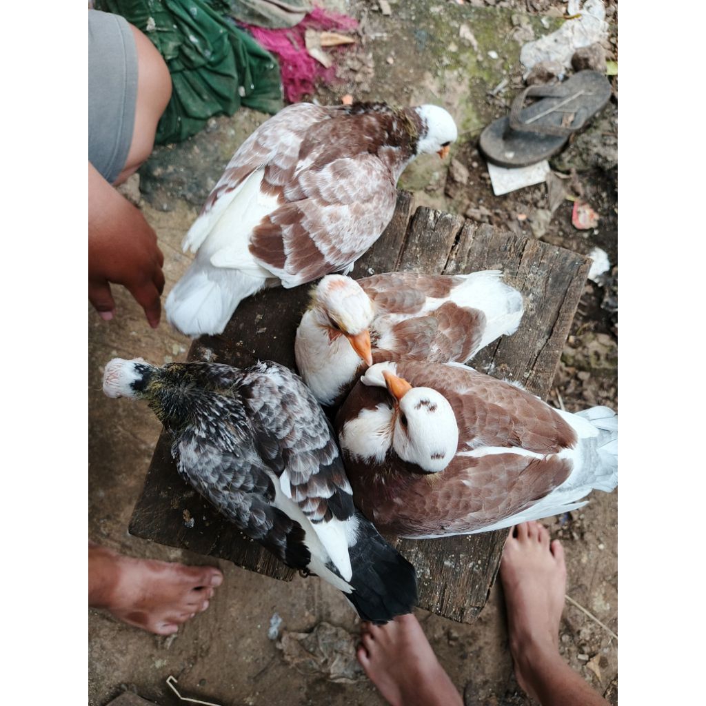 (INSTANT) Sepasang Burung Merpati Burung Dara Hidup Bandung Kualitas Oke