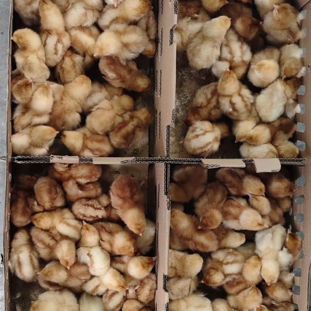 ANAK AYAM PETELUR 1 BOX ISI 102 EKOR - DOC AYAM PETELUR