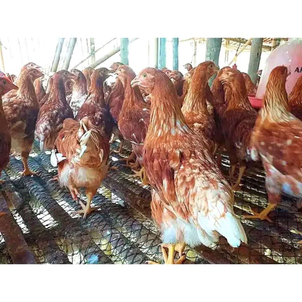 Ayam Petelur Usia 2 Bulan - Ayam Petelur Remaja - Ayam Petelur Betina