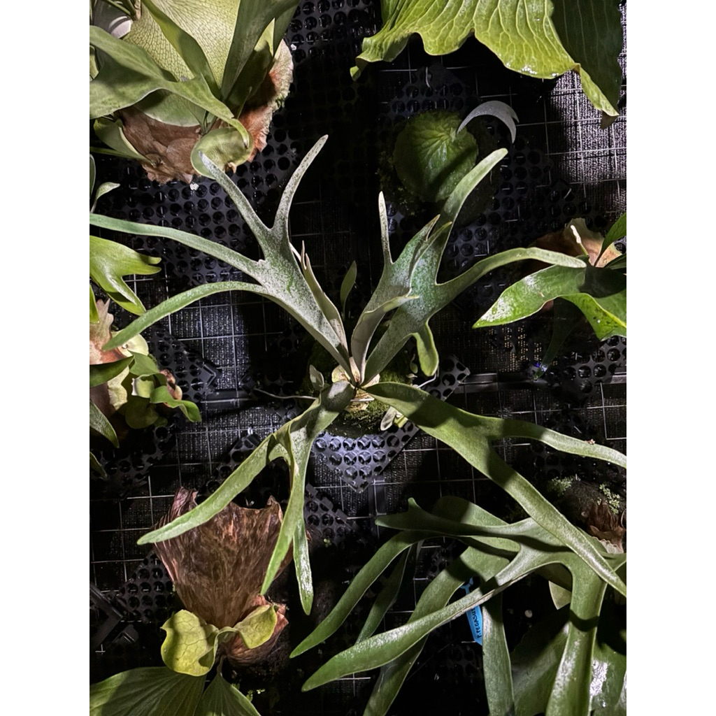 platycerium veitchii blue/ simbar /tanaman hias