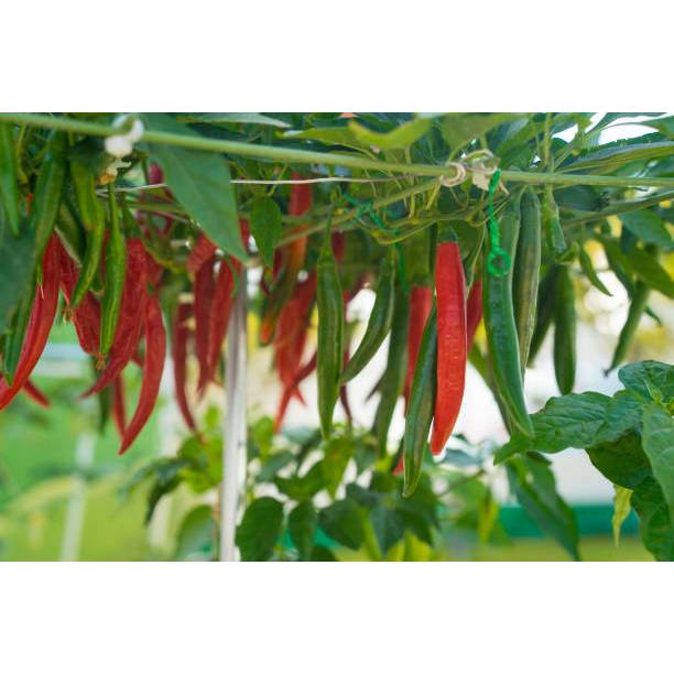 TANAMAN SUPER BENIH CABAI MERAH BESAR