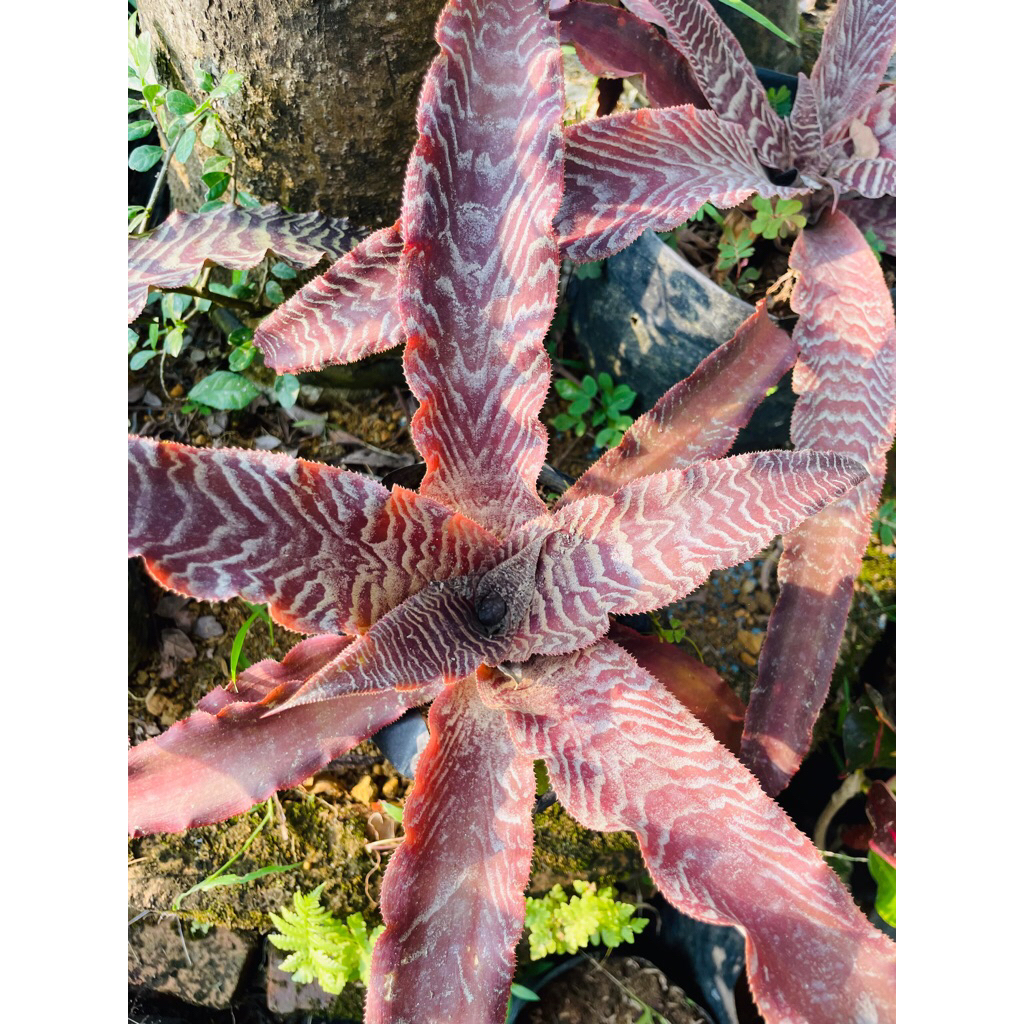 Tanaman hias Cryptanthus zonatus