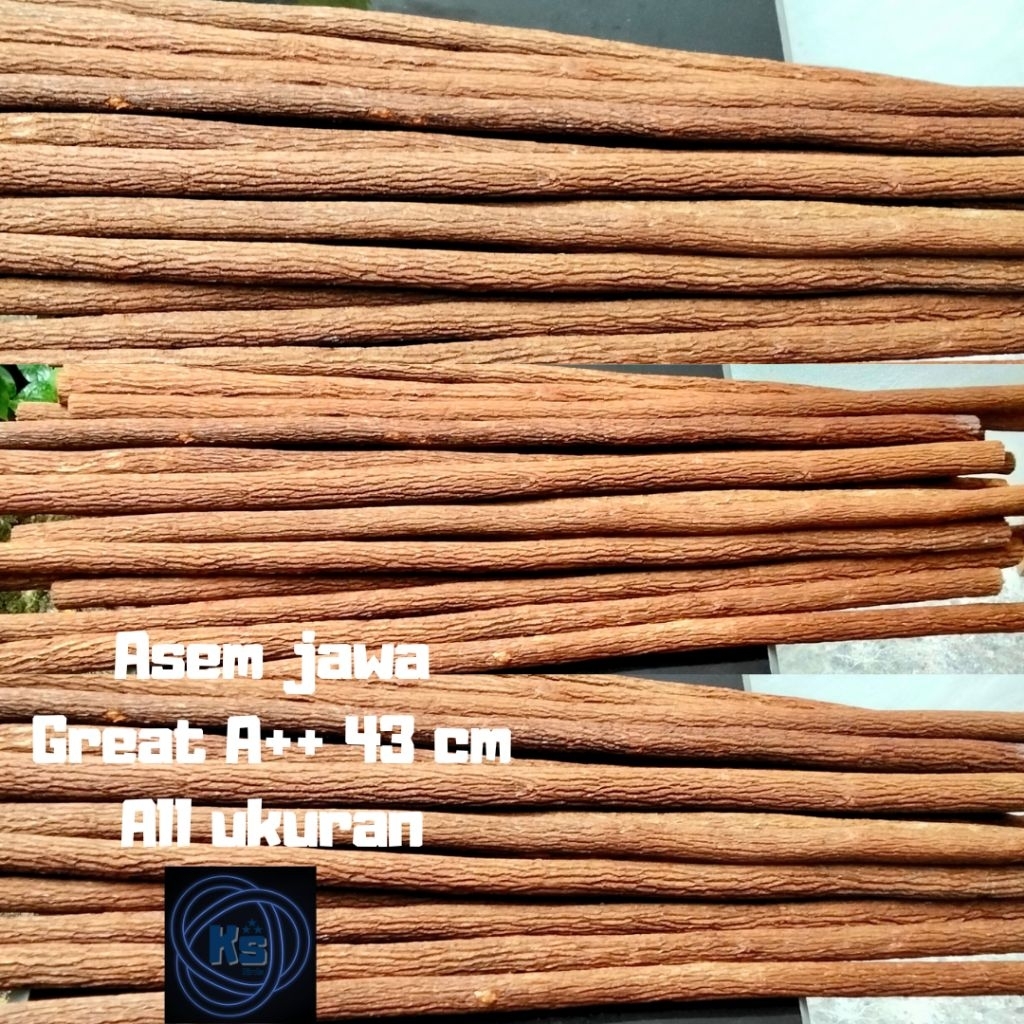 tangkringan asem jawa super great A tangkringan burung kacer cendet kenari cak ijo