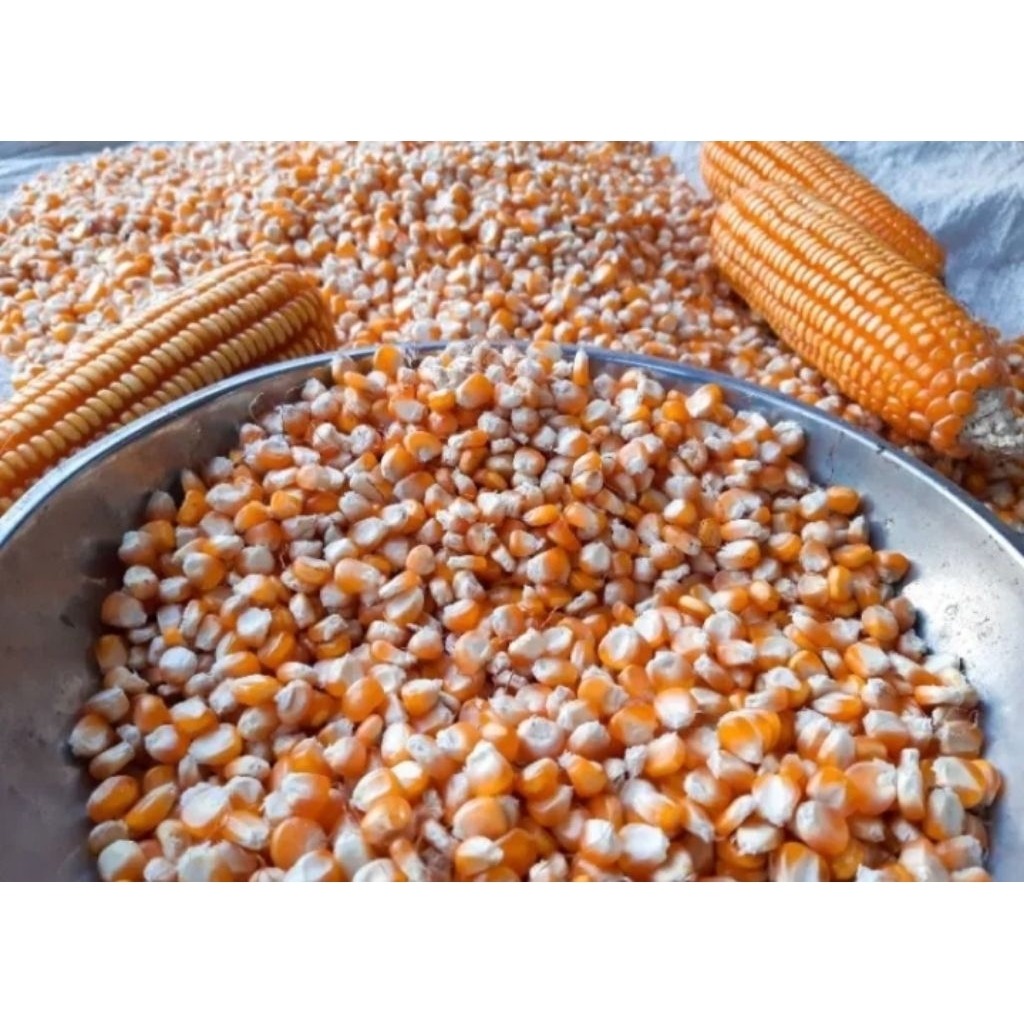 Jagung pipil kering pakan ternak, jagung kering bahan emping jagung