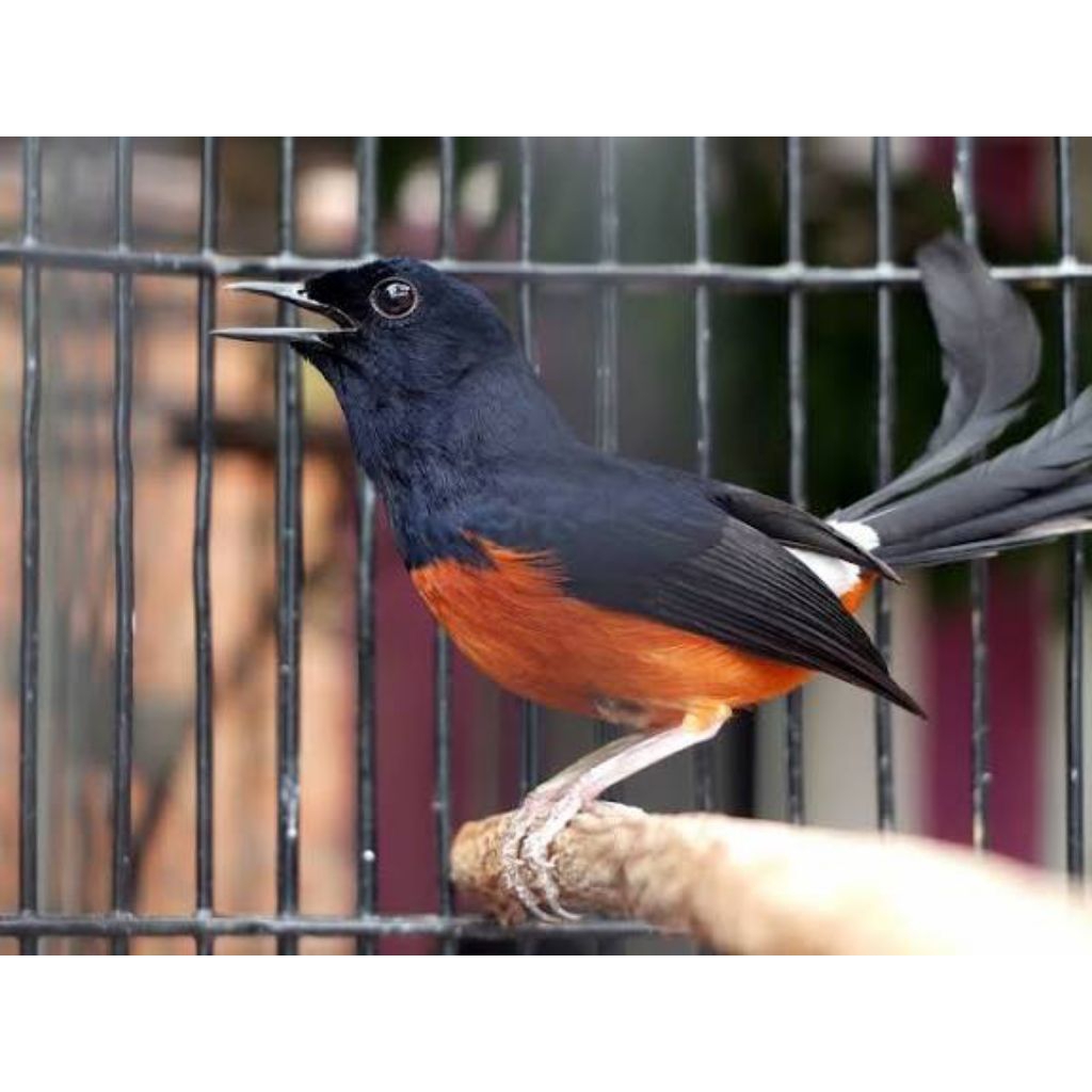 promo paket 2 telur burung murai batu jawara siap menetas