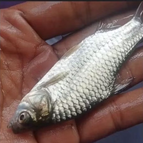 bibit ikan tawes ukuran 2 jari berkualitas baik