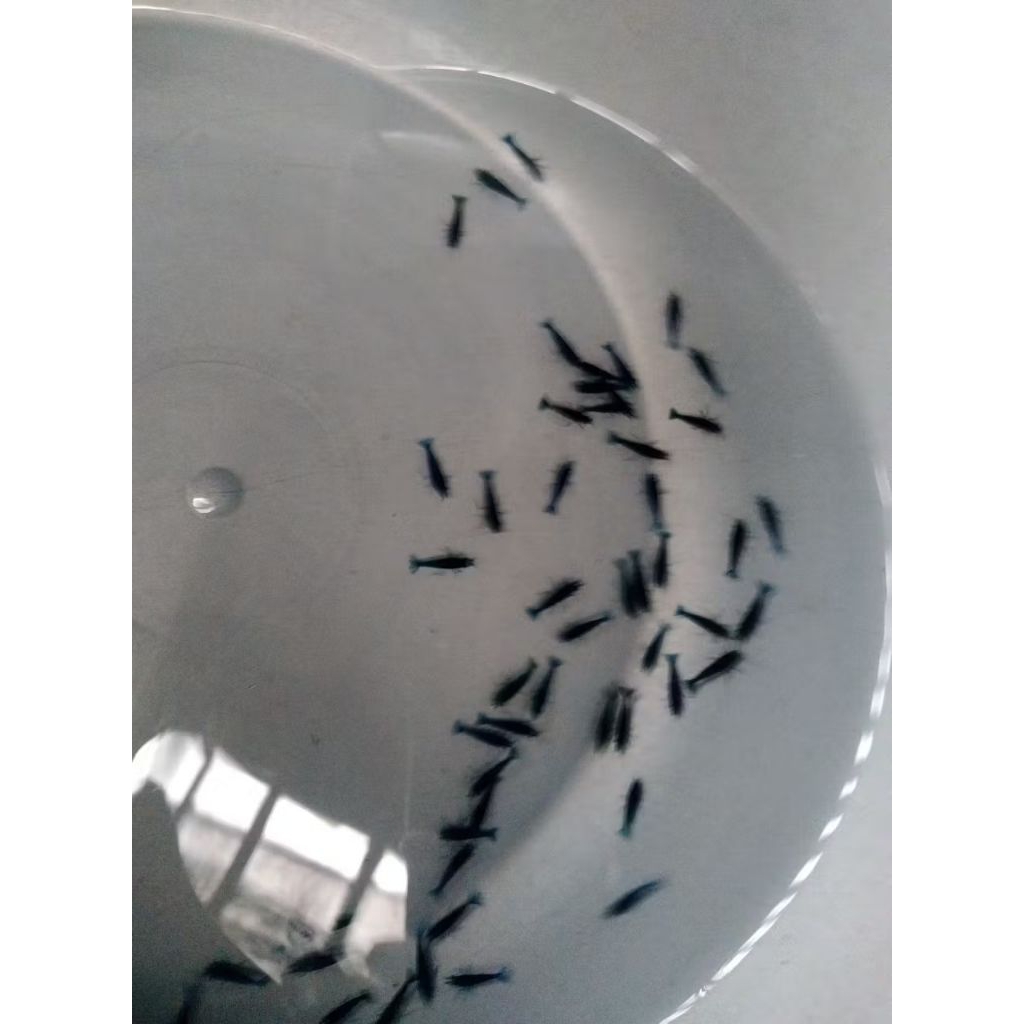 udang hias blue diamond