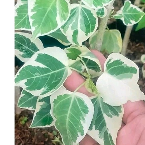 Tanaman hias import Ficus Rumphi Variegata unik langka