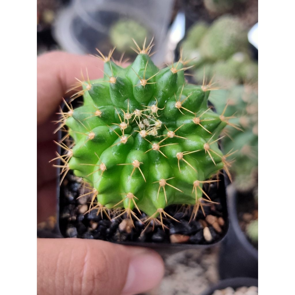 MARBLE VARIGATA OFFSHUT DI POT 6CM//KAKTUS//KAKTUS LUCU//KAKTUS HIASAN//KAKTUS HIAS//KAKTUS MINI//MI