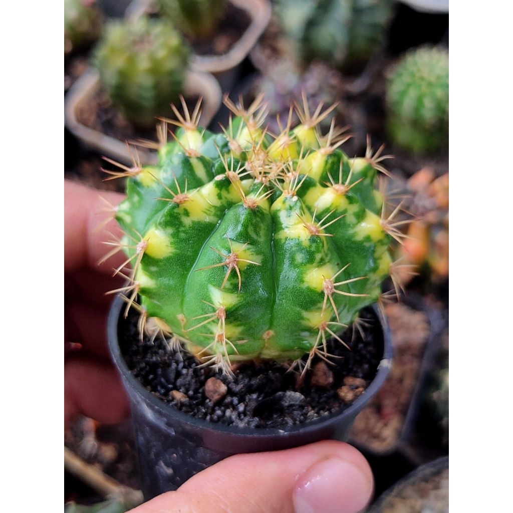 GYMNO LUCKY YELLOW VARIGATA SELECTED 11RIBS OFFSHOT DI POT 5CM//MIHA HYBRID VARIGATA//KAKTUS//KAKTUS