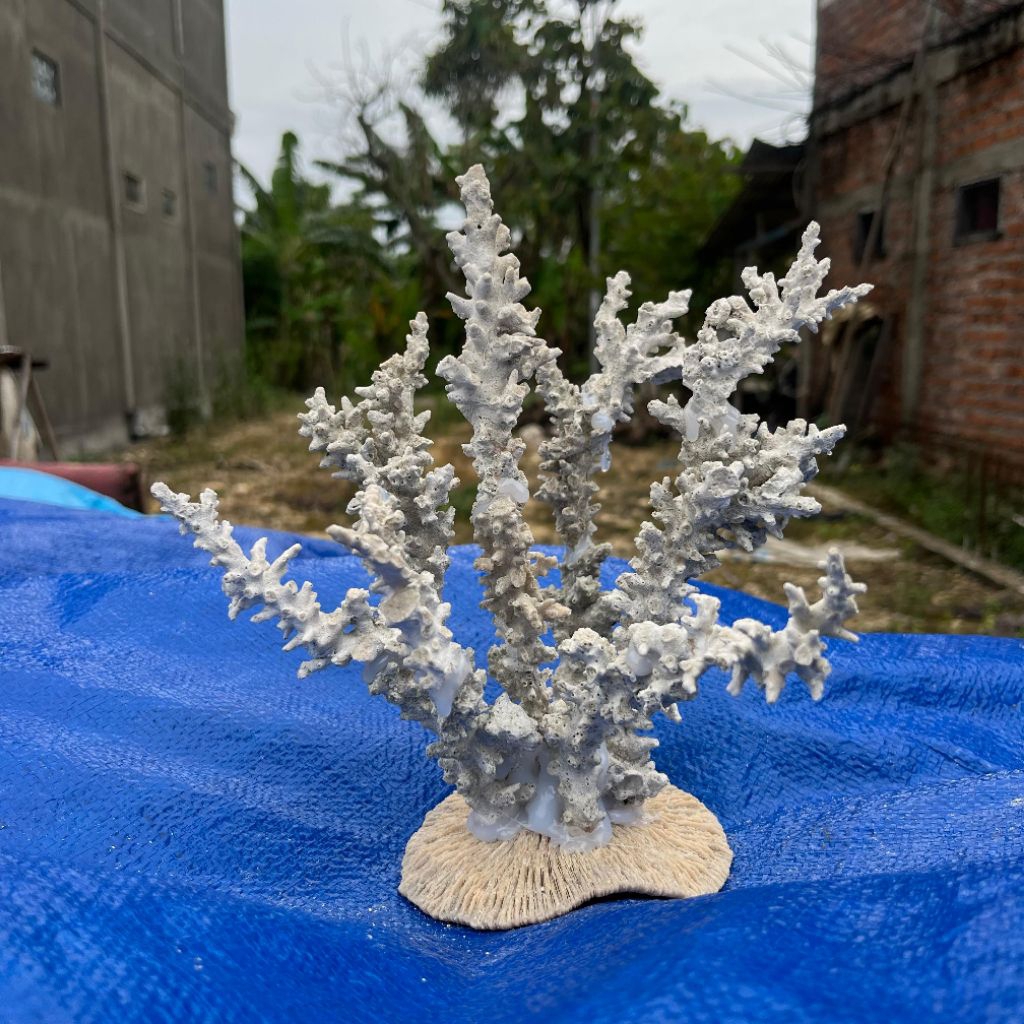 BATU KARANG TRUMBU KARANG HIASAN AKUARIUM RANGKAI TINGGI 24 CM CANTIK BATU KARANG LAUT DEKORASI AKUA