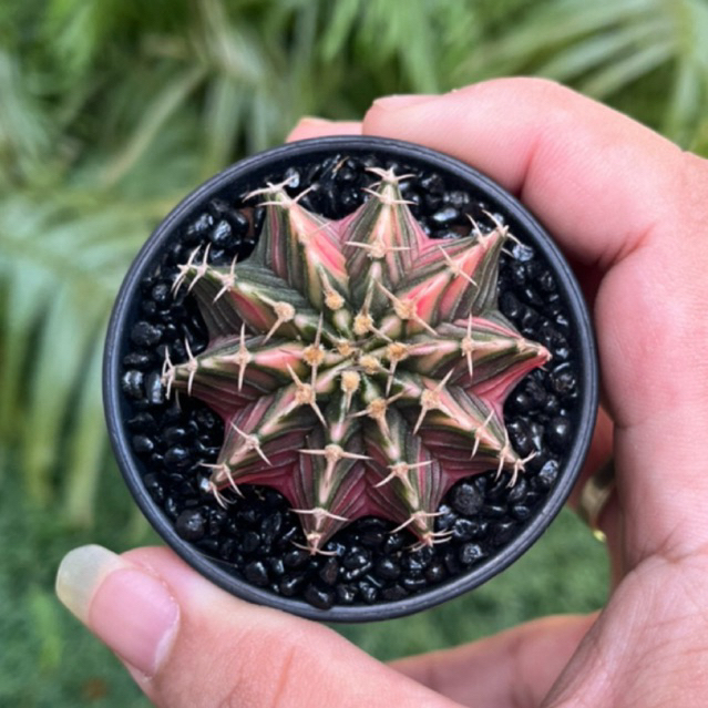 Kaktus LB hybrid pink Variegata