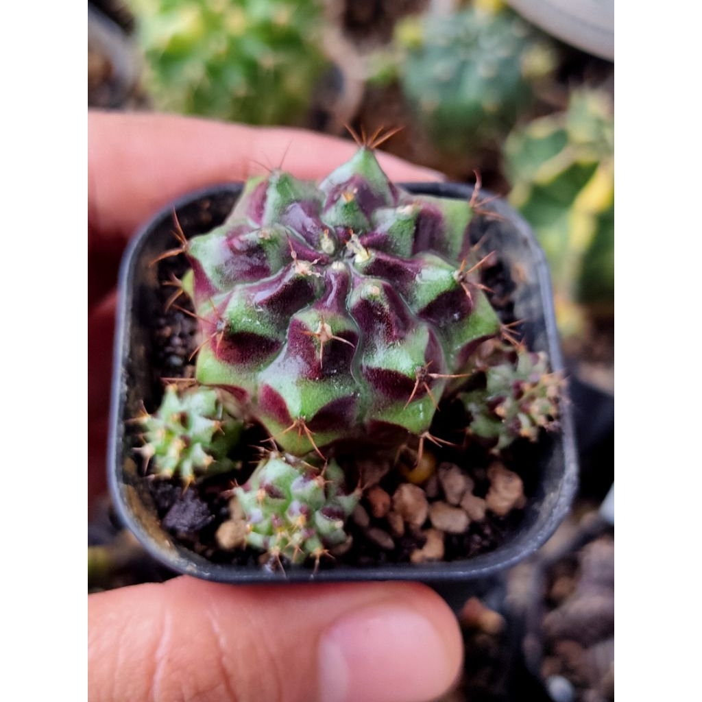 GYMNO MEDUSA HYBRID CLUSTER OWNROOT DI POT 5CM CLUSTER ANAKAN GAMPANG NGAKAR//KAKTUS HIDUP//KAKTUS L