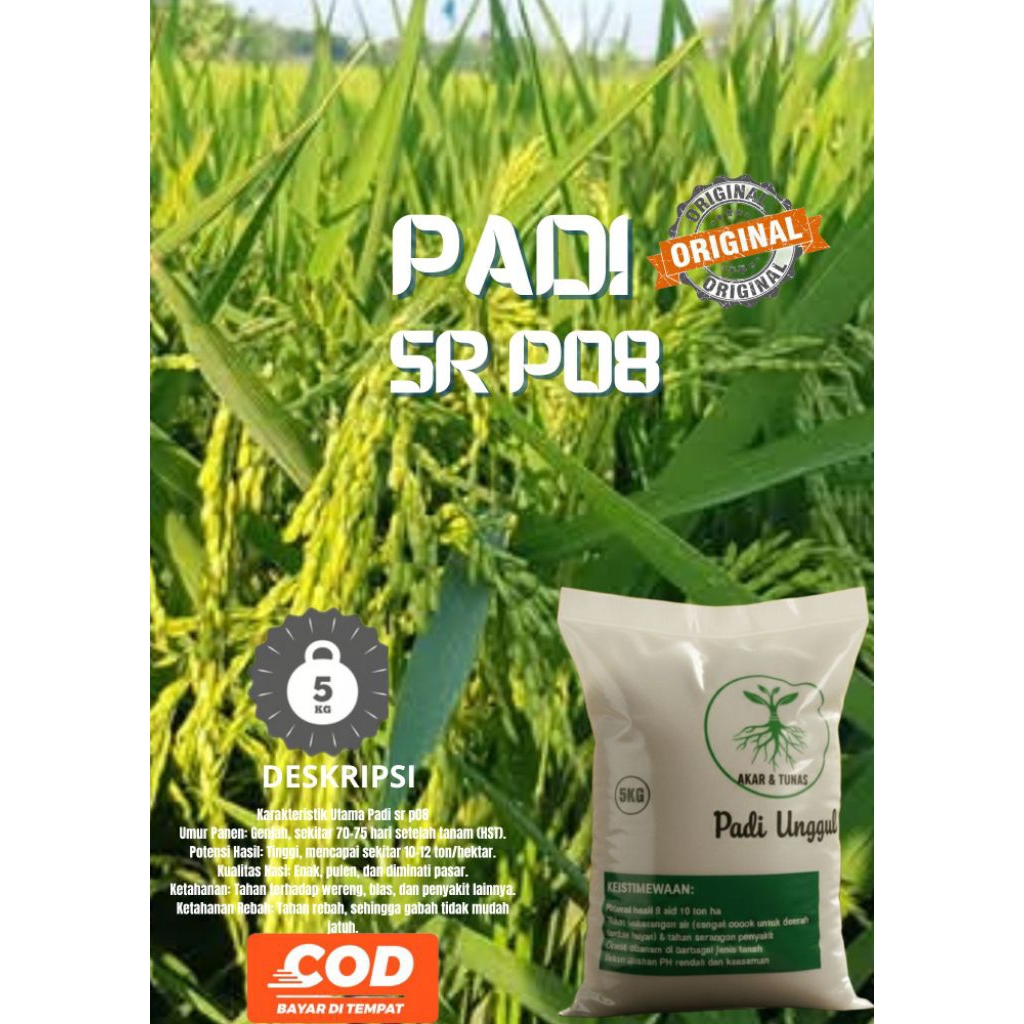 Bibit padi SR P08 berkualitas original kemasan 5kg