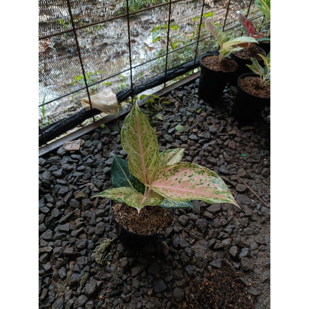 Tanaman Hias Aglaonema Ogs - Tanaman Hias Aglaonema Orange Golden Star Baby an