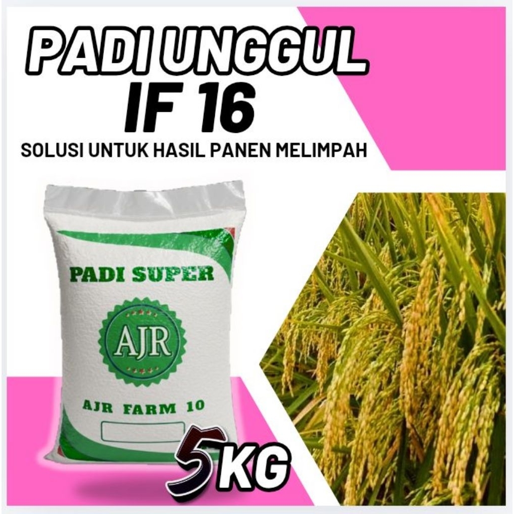 Benih padi unggul IF 16 (5Kg)