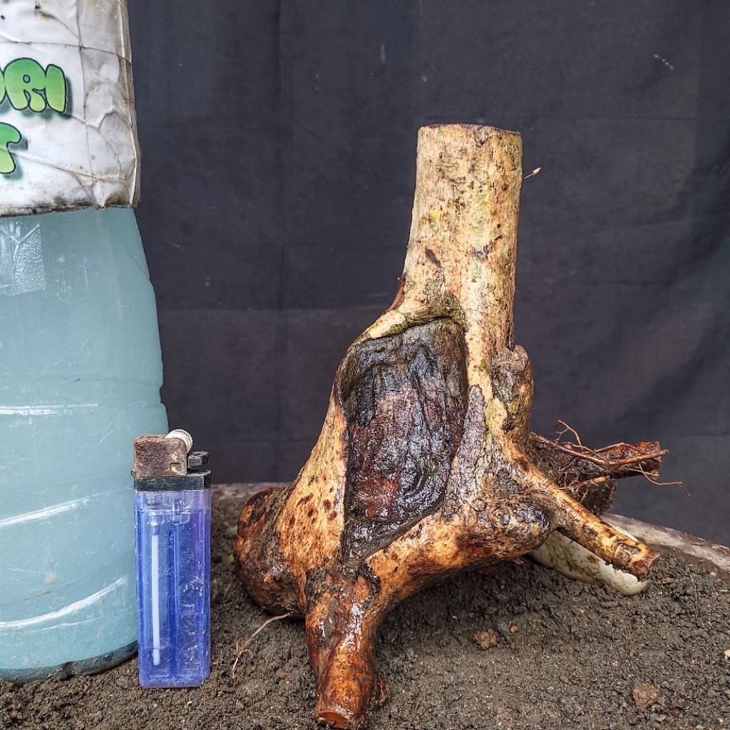 Bahan Bonsai Rukem Pucuk Merah Dongkelan Karakter Tua Ada Keringan Formal Bogel Small Size Real Pict