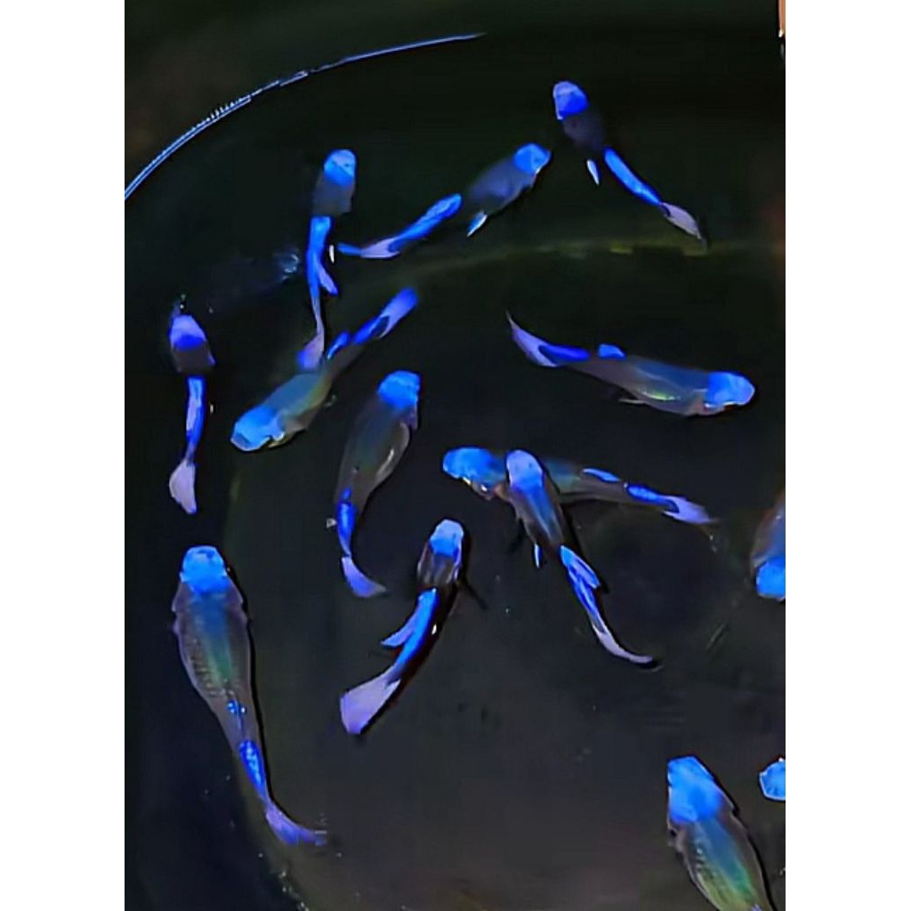 Guppy/Kipas Cantik Blue Koi (isi satuu pasaaang)