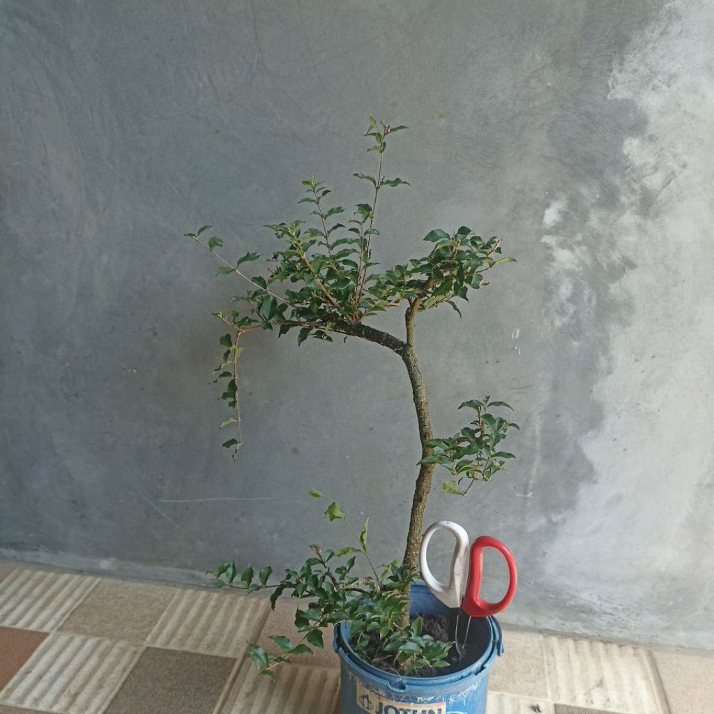 bonsai sakura mikro besar