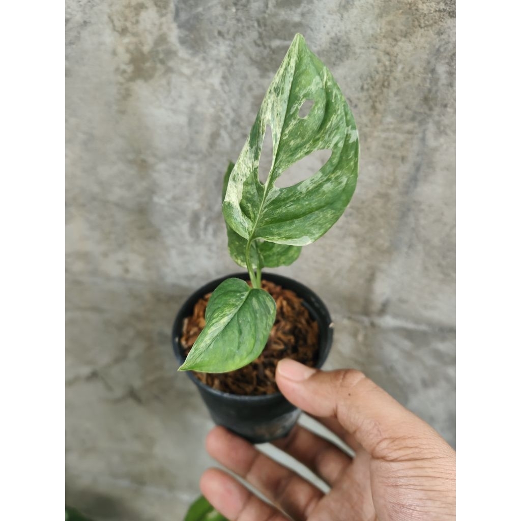 Janda bolong varigata