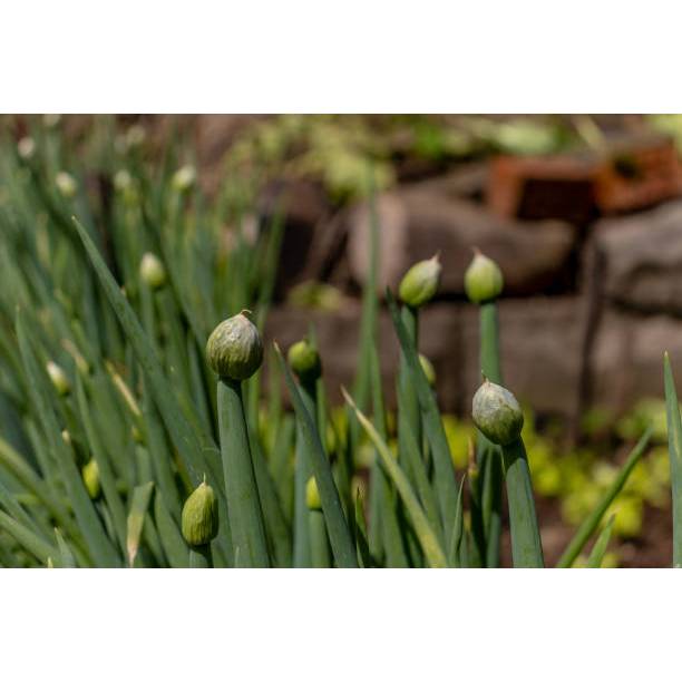 TANAMAN SUPER BENIH DAUN KUCAI