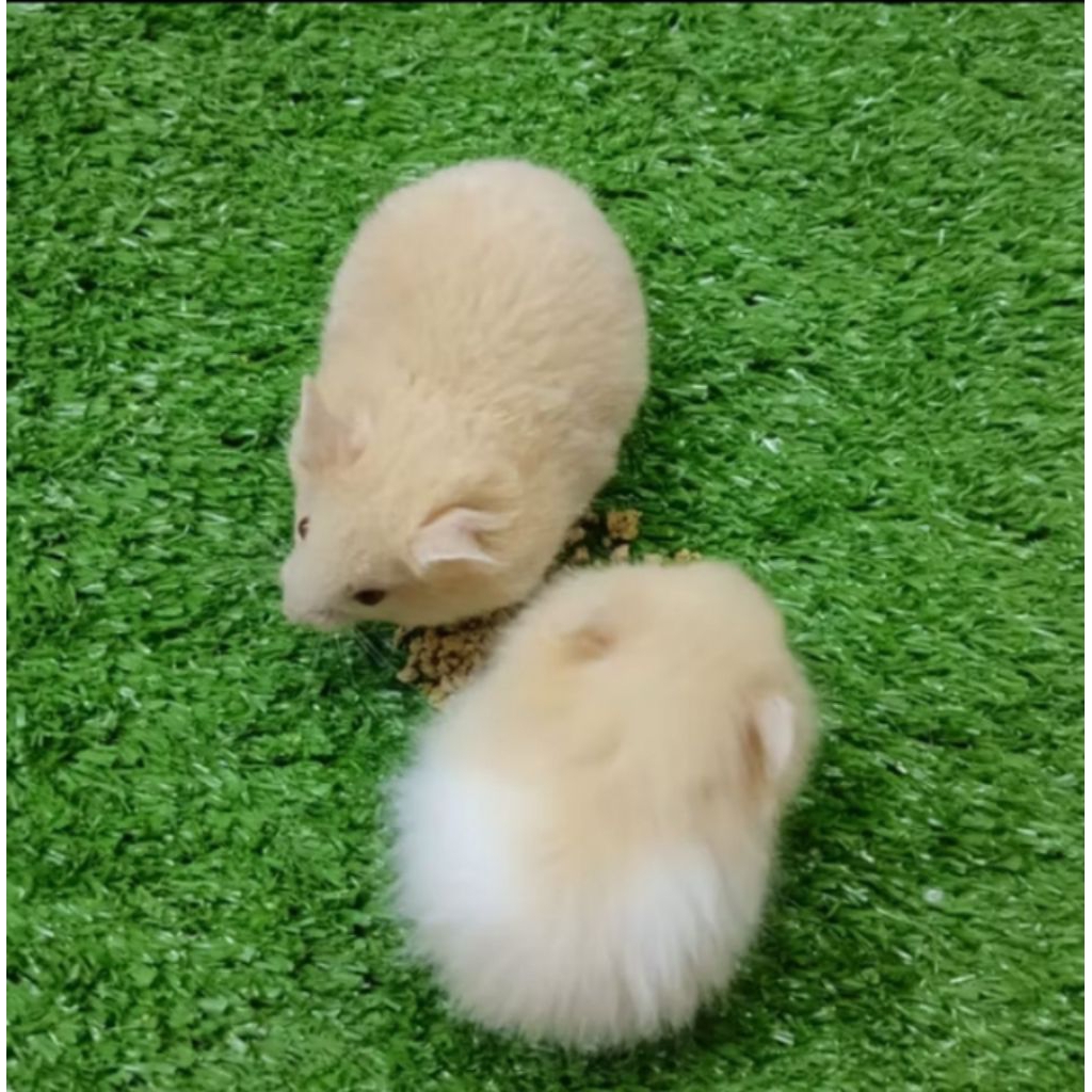 hamster syrian indukan betina