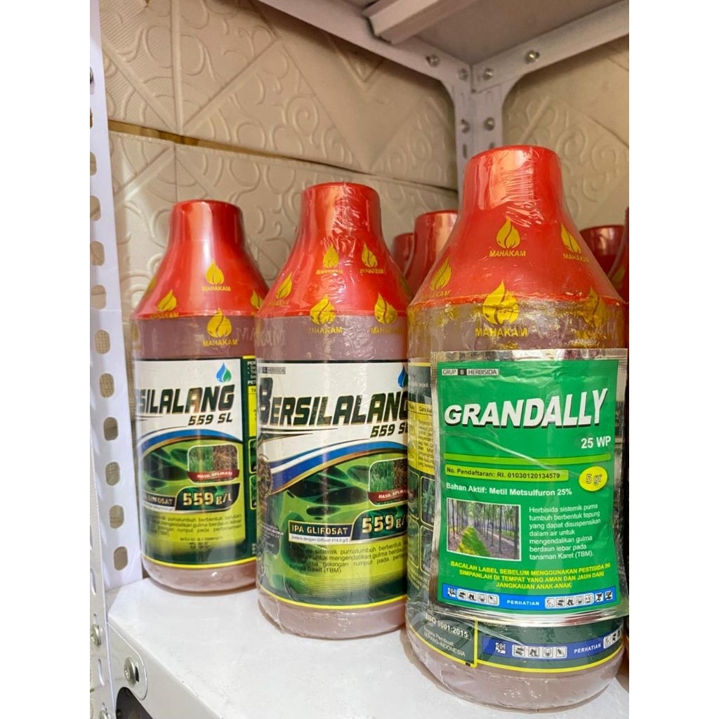 BERSILALANG 559 SL FREE GRANDALLY