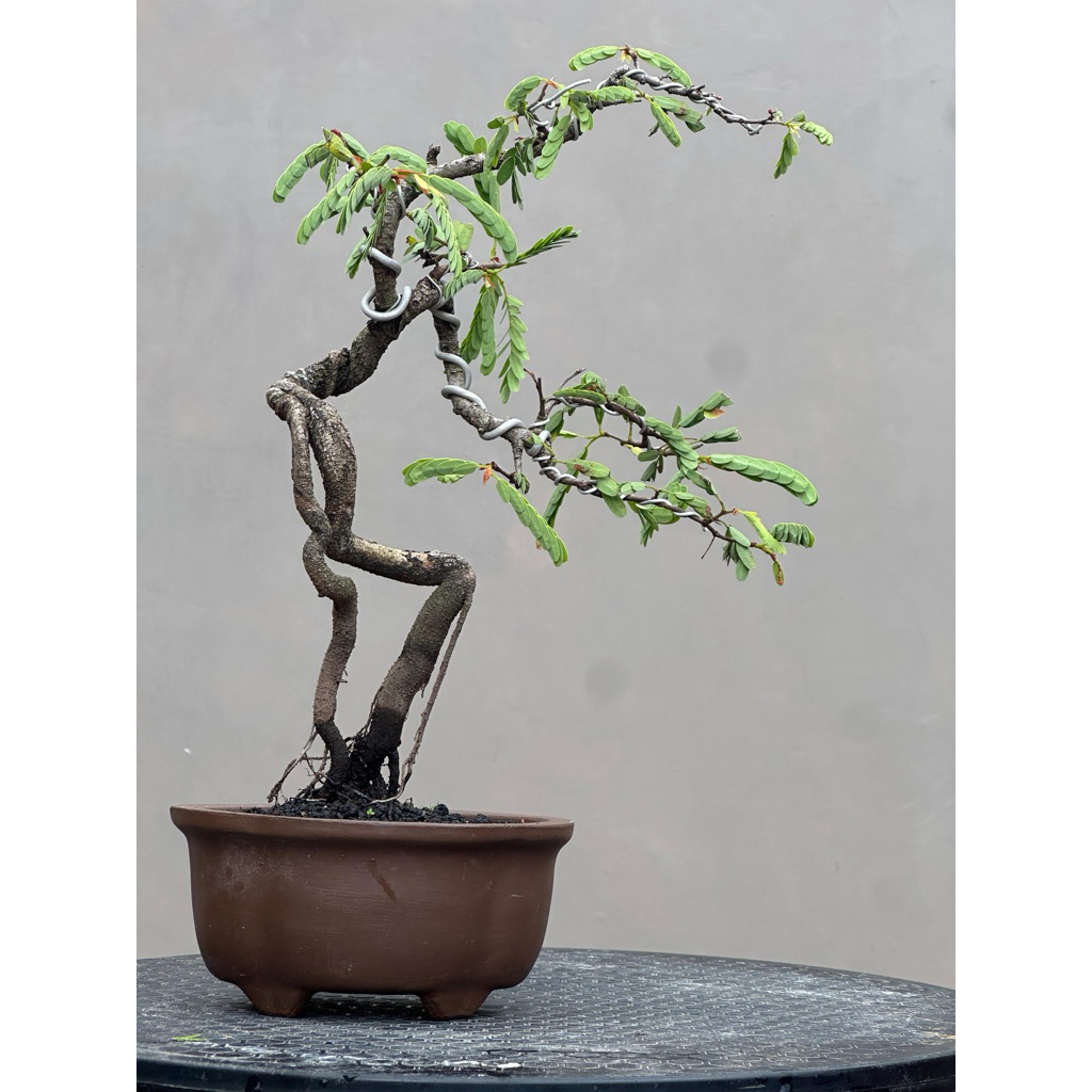 Bonsai Asam Jawa