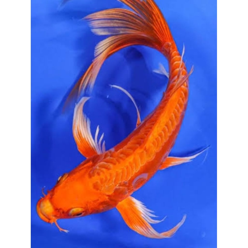 koi slyer kumpay buntut panjang asli blitar dekorasi Akuarium aquaseceps air tawar 18cm besar