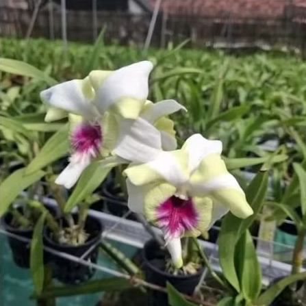 Anggrek Dendrobium King Dragon Green