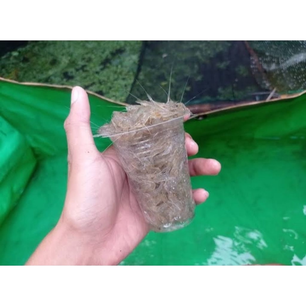 udang sawah/rawa hidup