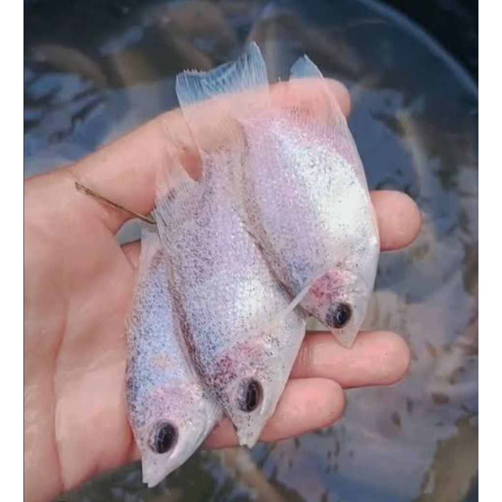 bibit ikan gurame kapas/gurame albino ukuran super