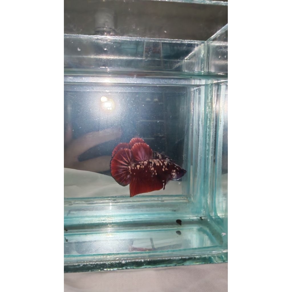 Hiasan Aquarium Lucu Cupang Plakat Red Koi Cooper Gold Grade