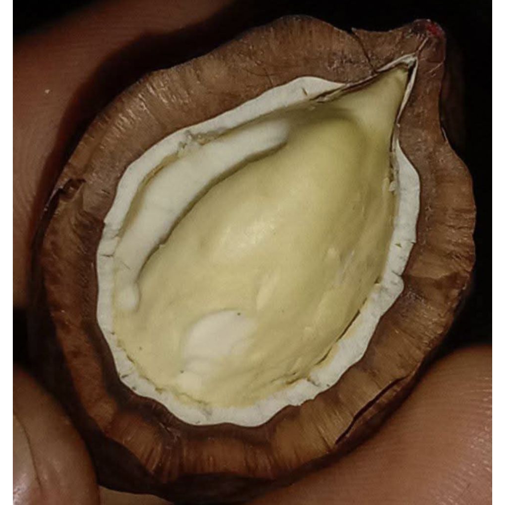 Muncang Adu Jenis Jayanti Si Entog Jr Batok Tebal Beli 3 Bonus 1