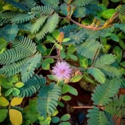 Tanaman hias putri malu 5 bibit putri malu