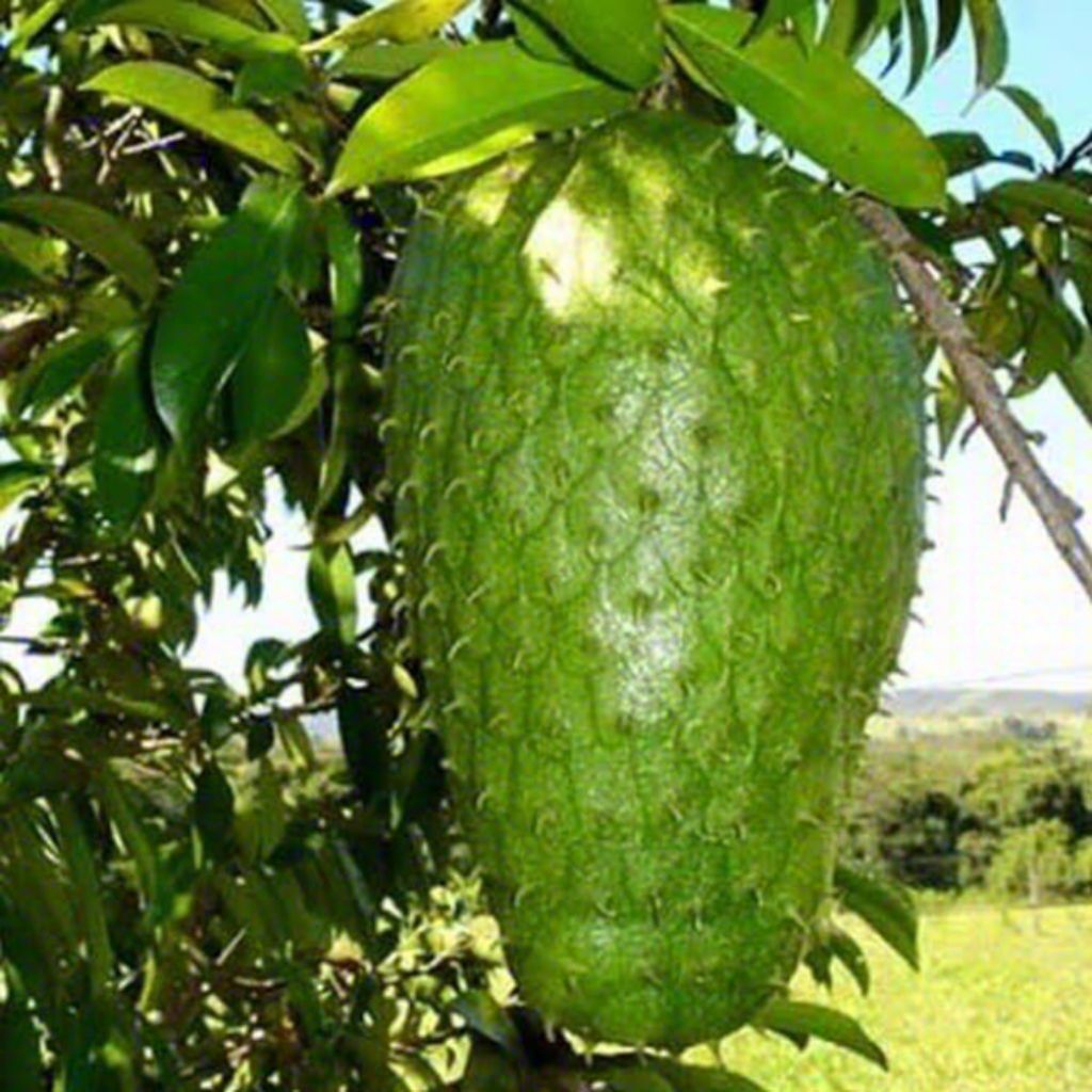 polybag 50 Bibit Sirsak Madu jumbo okulasi genjah cepat berbuah batang besar