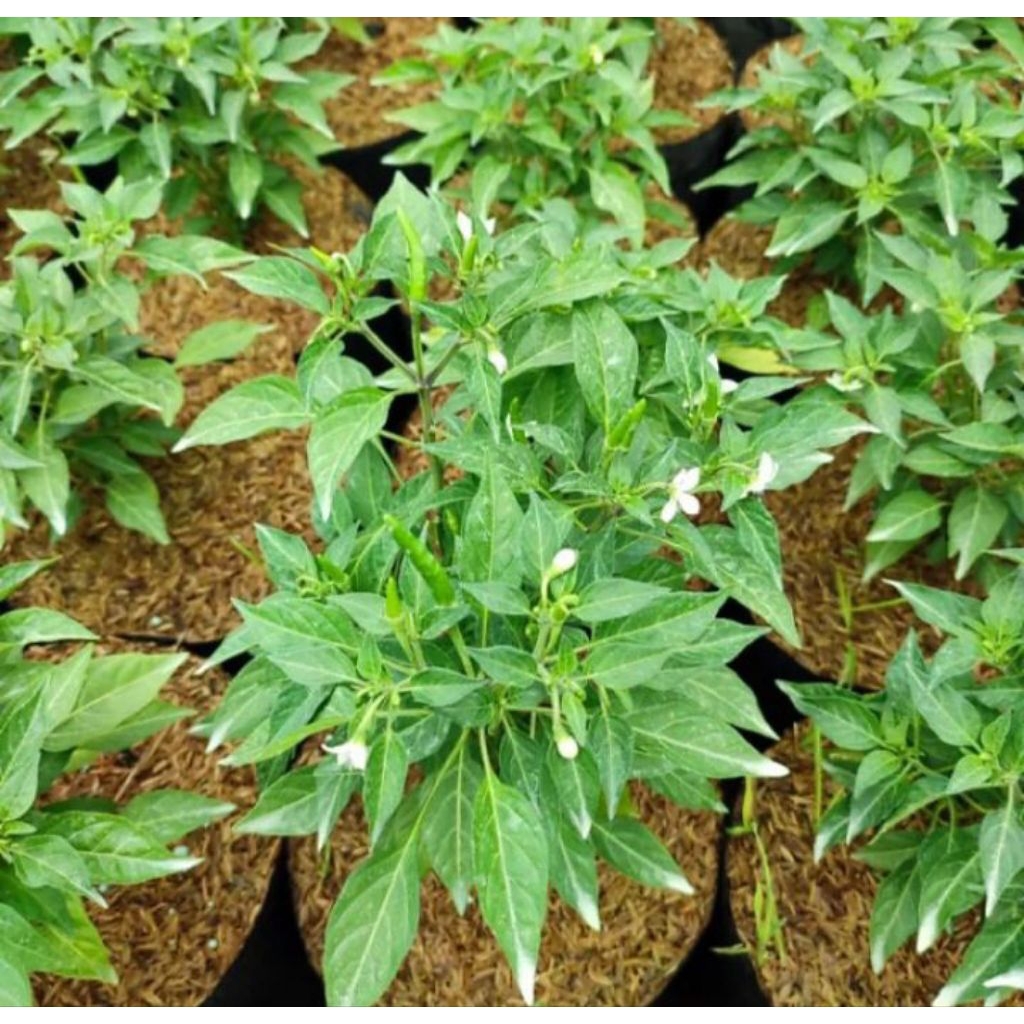 paket 3 pohon cabe rawit hijau/tanaman pohon cabe rawit hijau