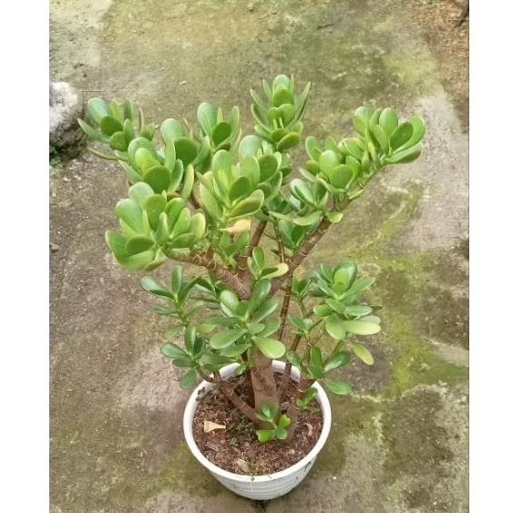 Sukulen Crasulla Jade Plant  Bonsai Besar