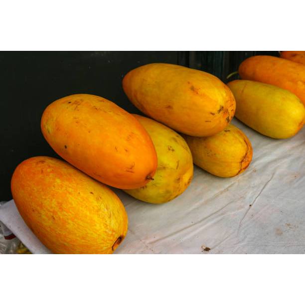 TANAMAN SUPER BENIH TIMUN SURI