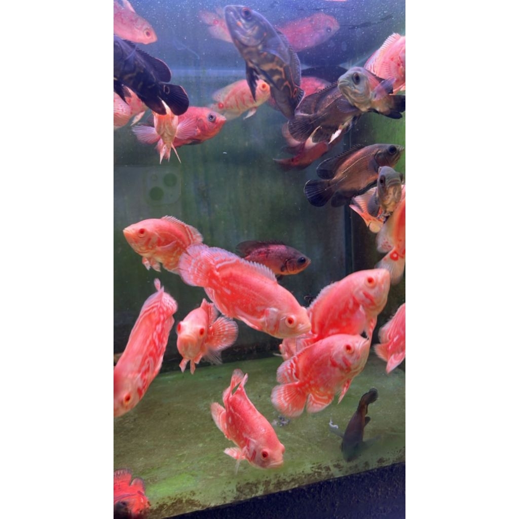 mainan hiasan Oscar red Chili, Paris chili size 10-15 cm