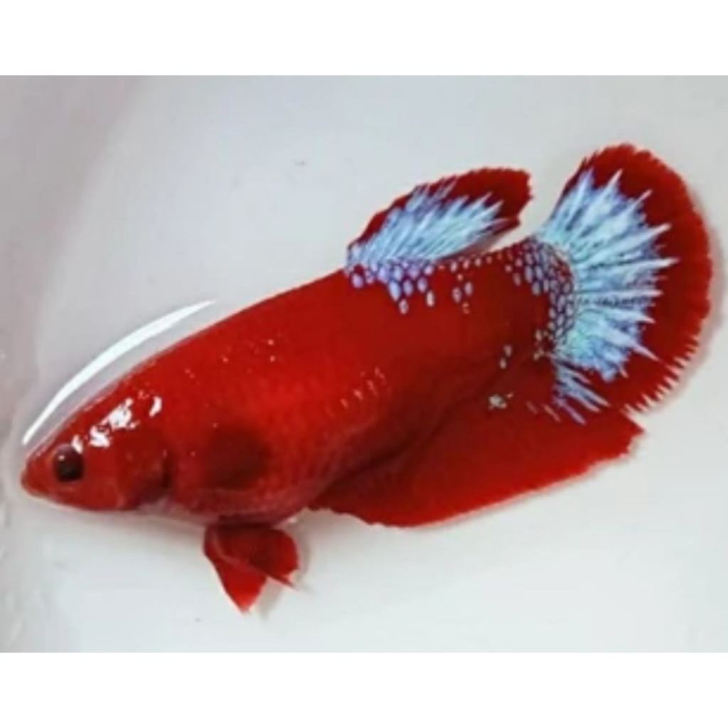 betina Hellboy ( HB ) USIA 4 SAMPAI 5 BULAN