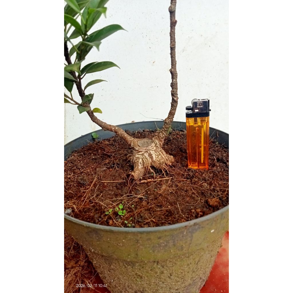 Bahan Bonsai Beringin Kimeng