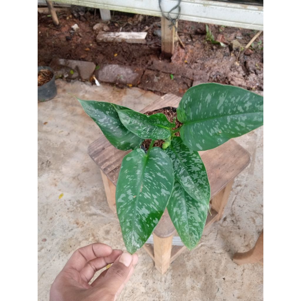 tanaman hamalomena army